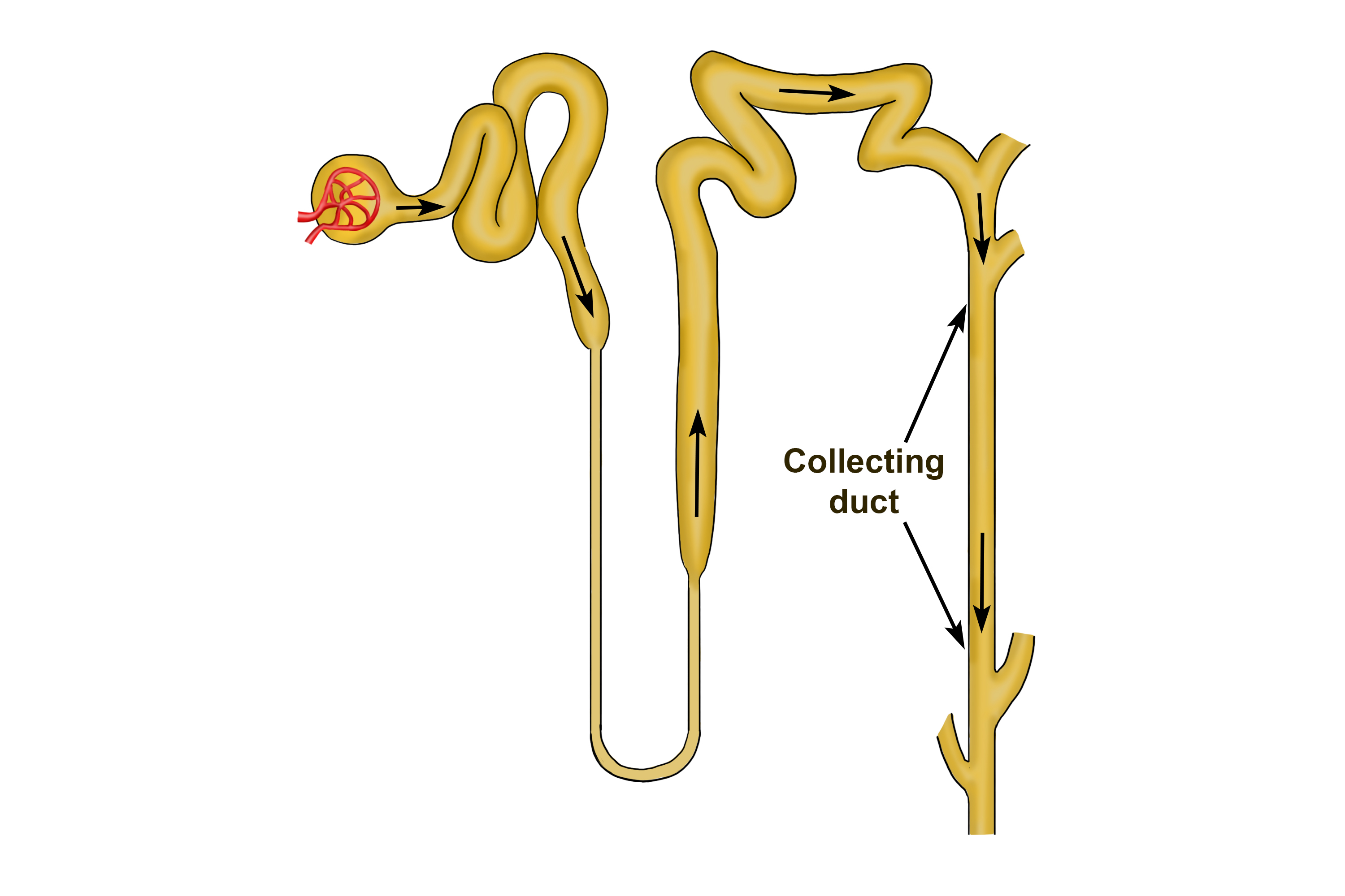 The filtrate that remains in the tubule enters the collecting duct